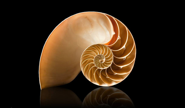 sezione aurea-miniatura_1.jpg